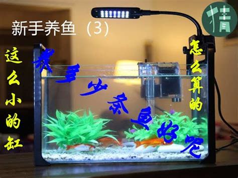 魚缸養幾隻魚比較好|幾隻才可以？風水專家告訴你要「錢多多」，就要養這「幾隻」。